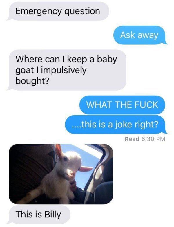 Billygoat