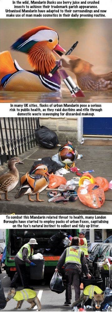 BinFox