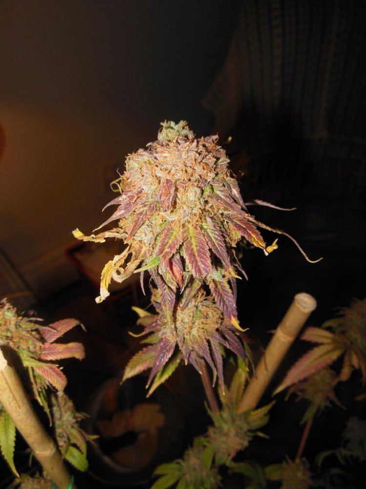 Bio dome kush 3