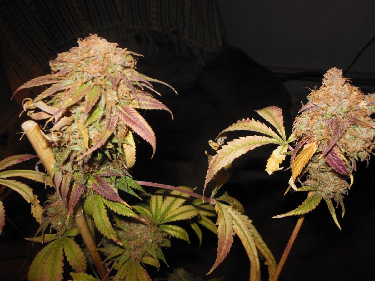 Bio dome kush 4