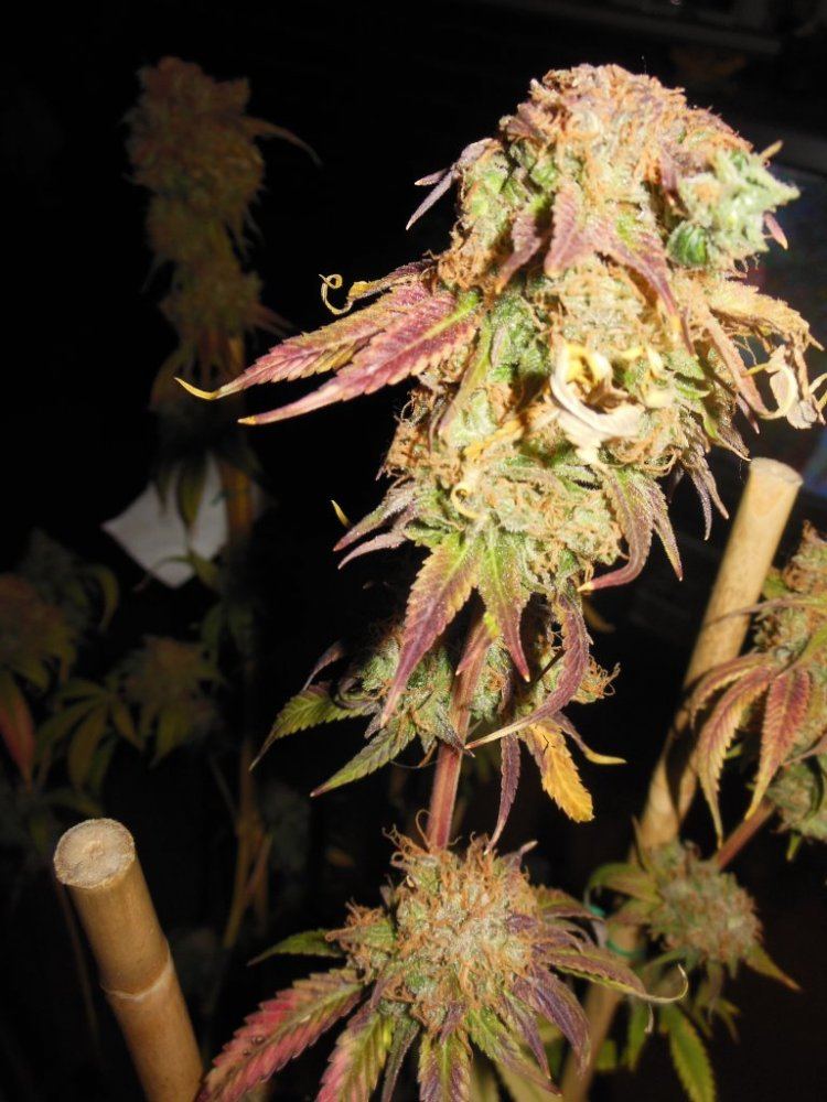 Bio dome kush 5