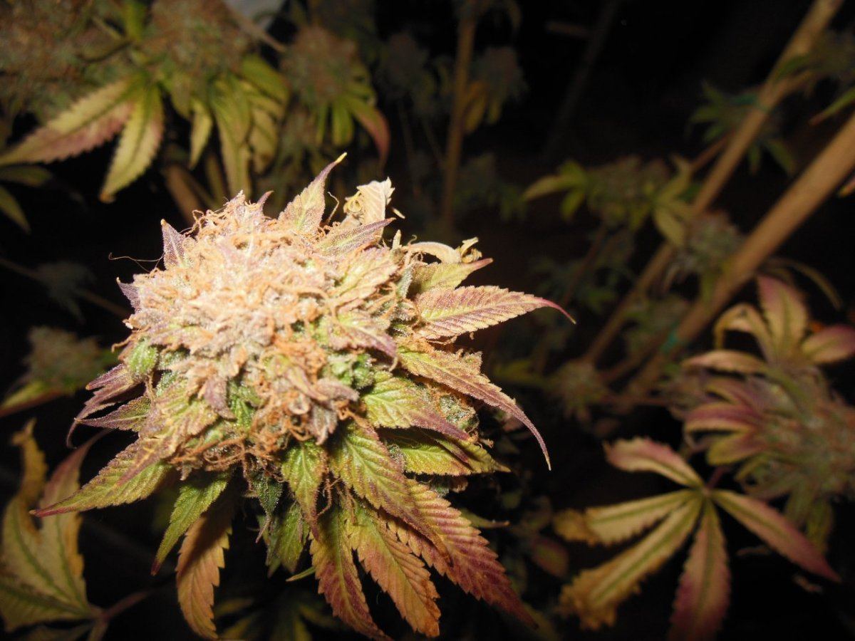 Bio dome kush 6