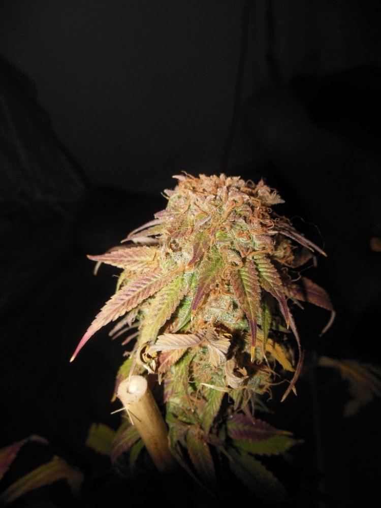Bio dome kush 7
