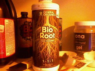 Bio root