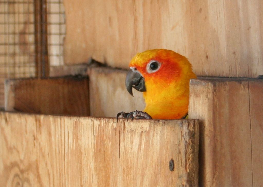 Bird
