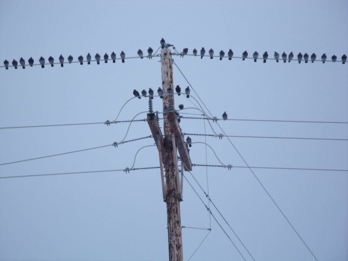 Birds on a wire