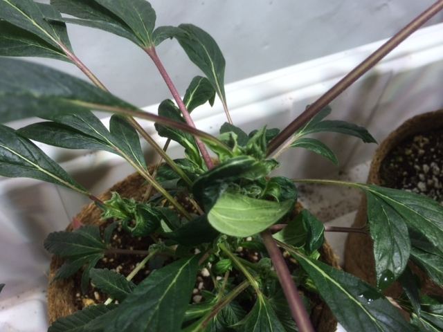Bizarre plant mutationmosaic virus or 3