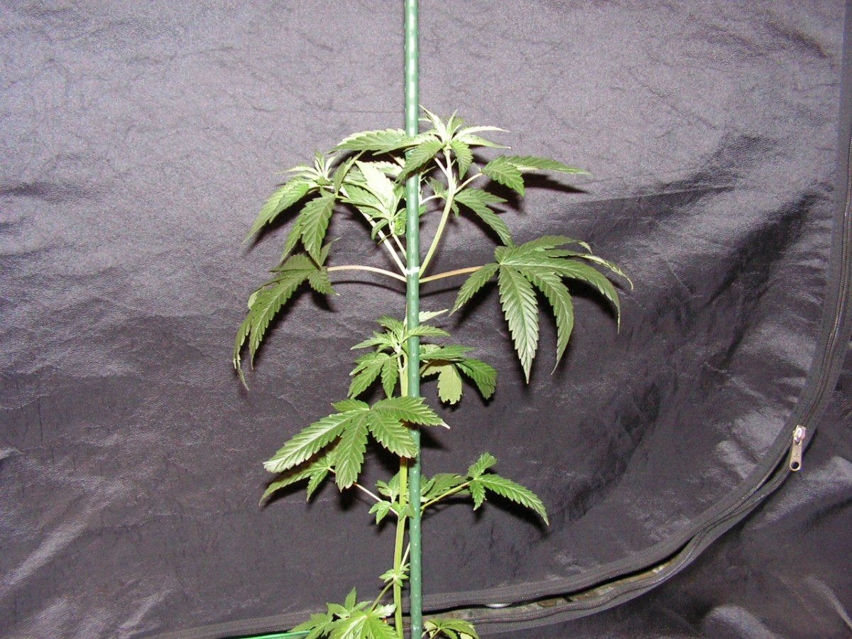 Bk 3 male 1
