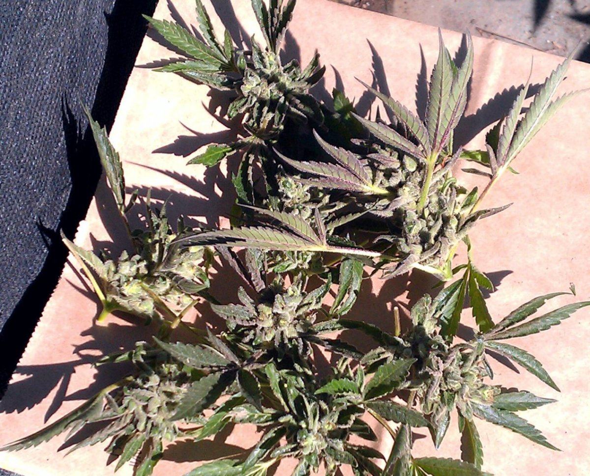 BK 4 harvest 1