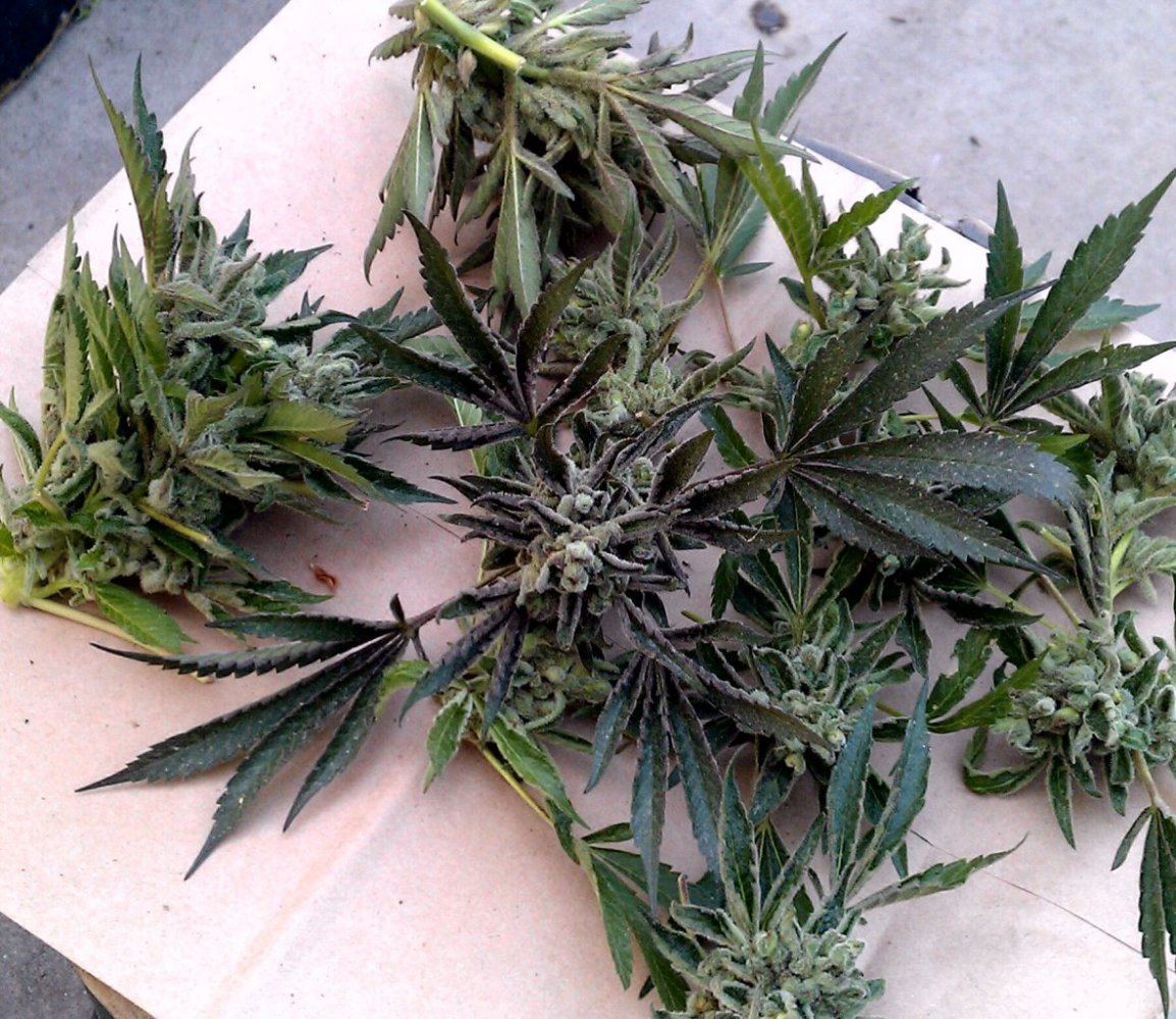 BK4 harvest 3