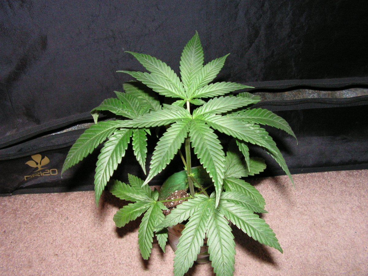 Bk 6 male 2