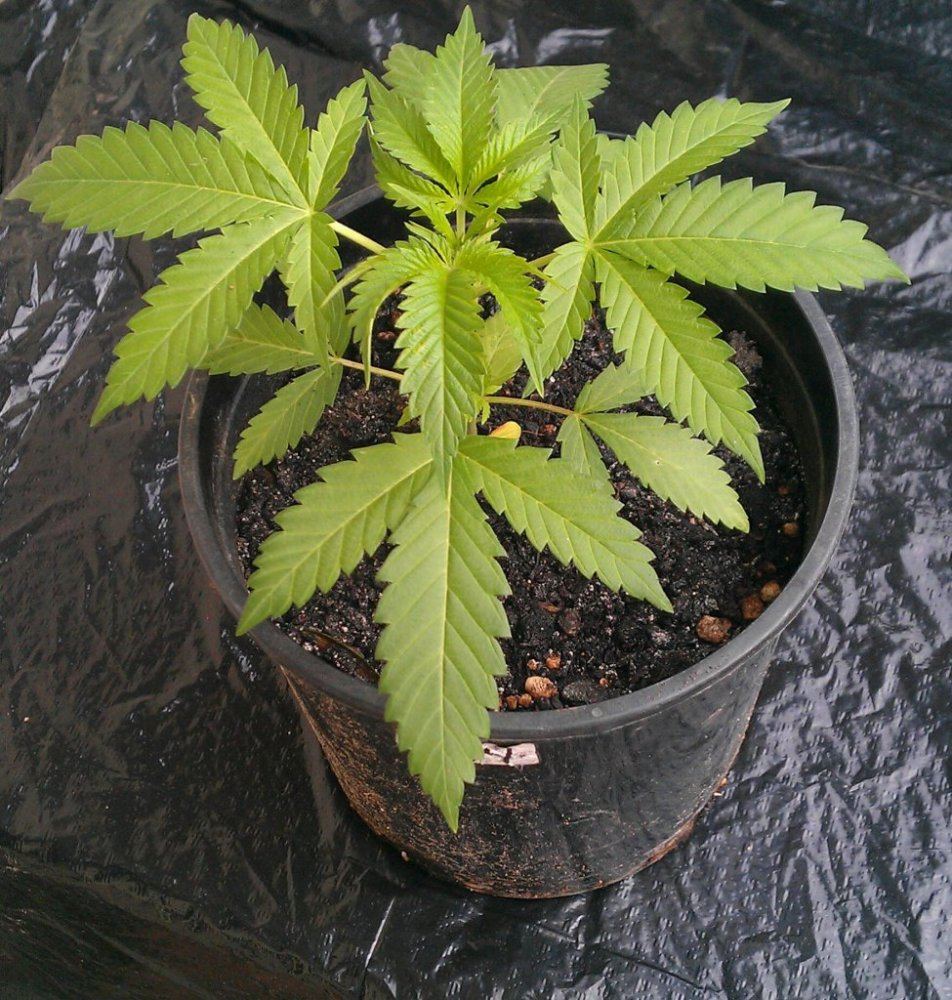 BK tester 4