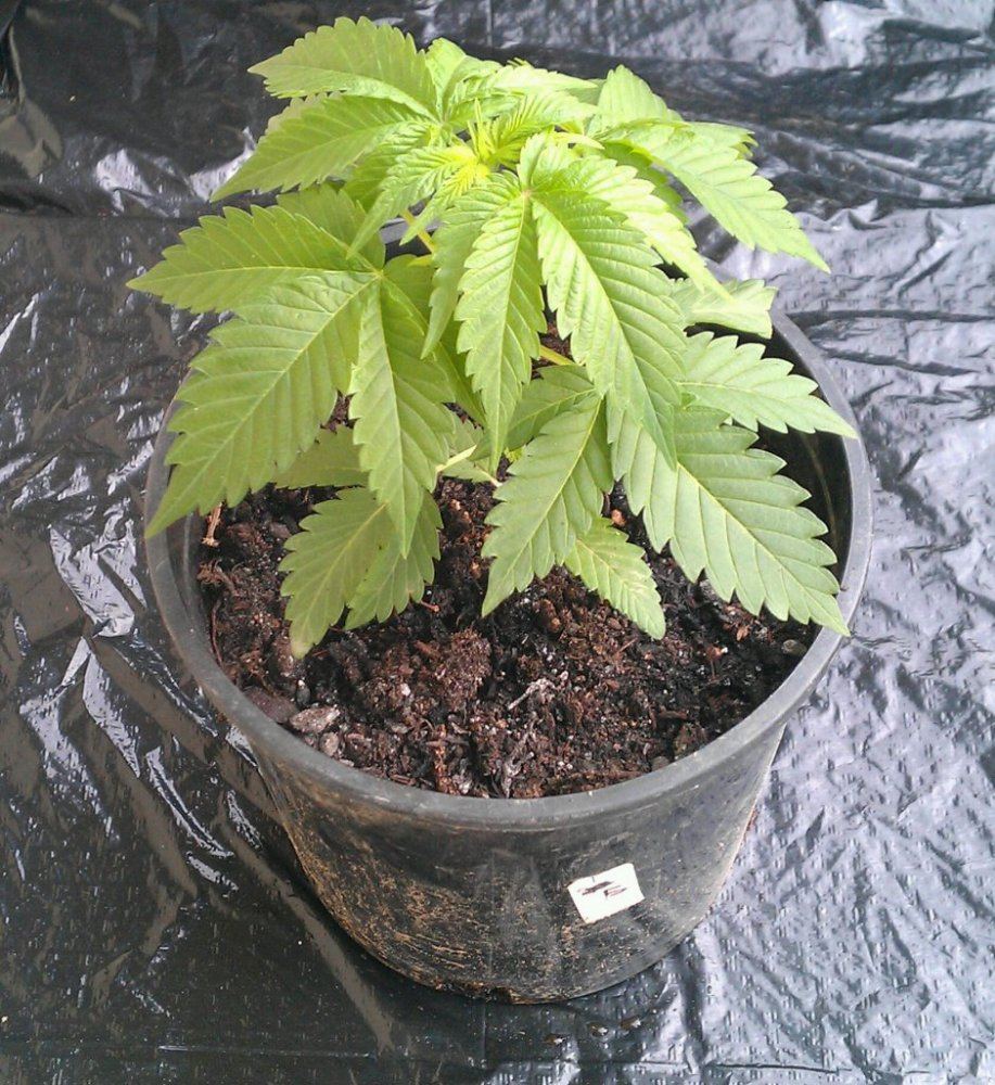 BK tester 5