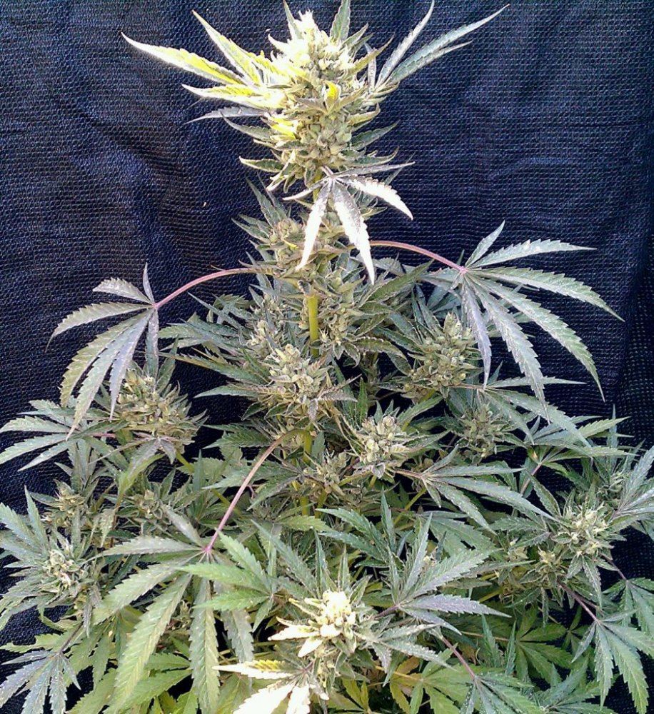 BK x MC1  59 days