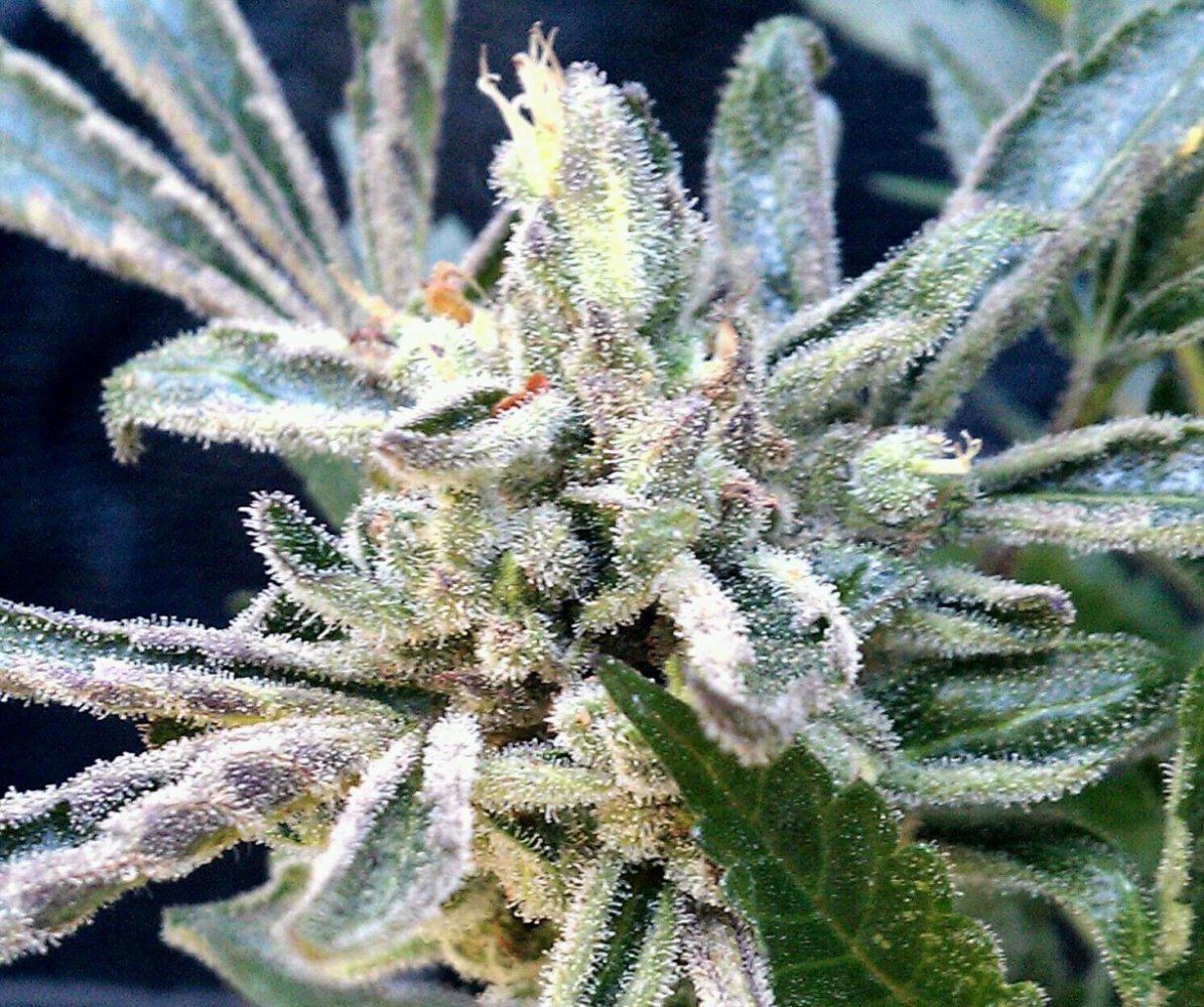 BK x MC 4 nug cu  61 days