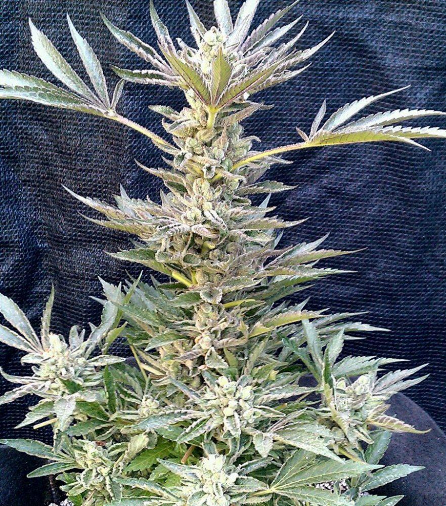 BK x MC4 pre trim  61 days