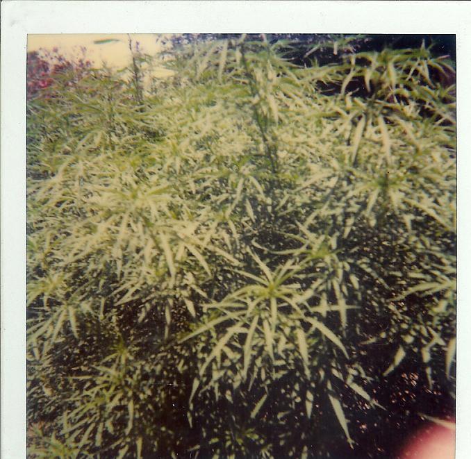 Bkerfld 001