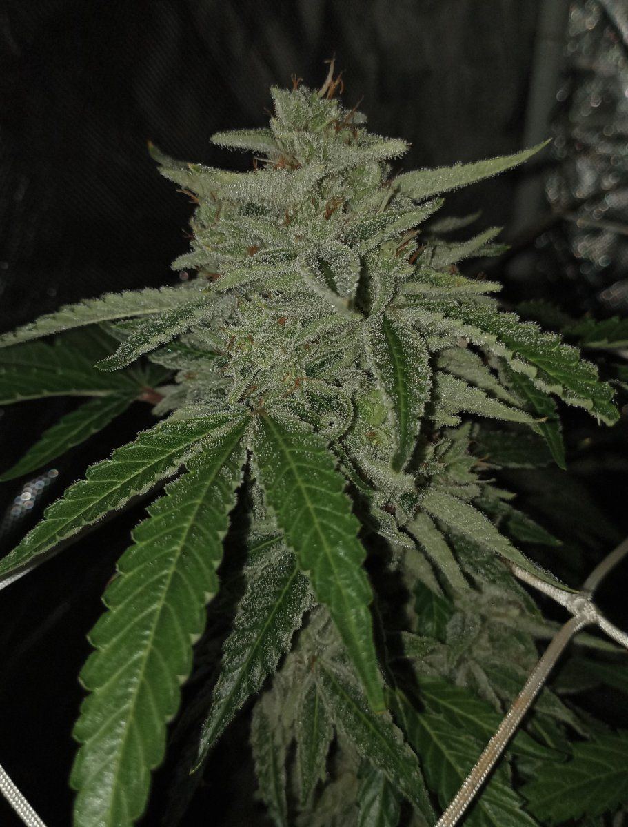 Bl8