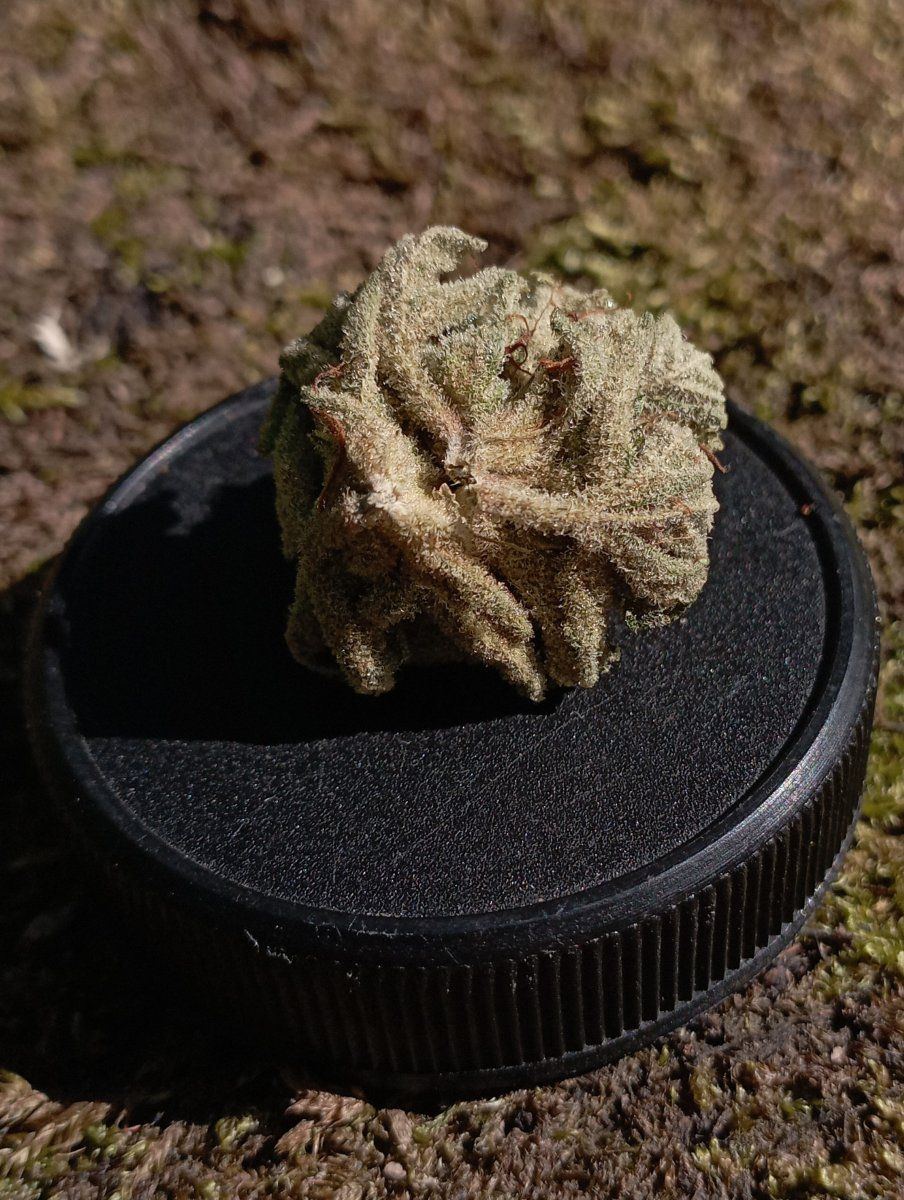 Bl