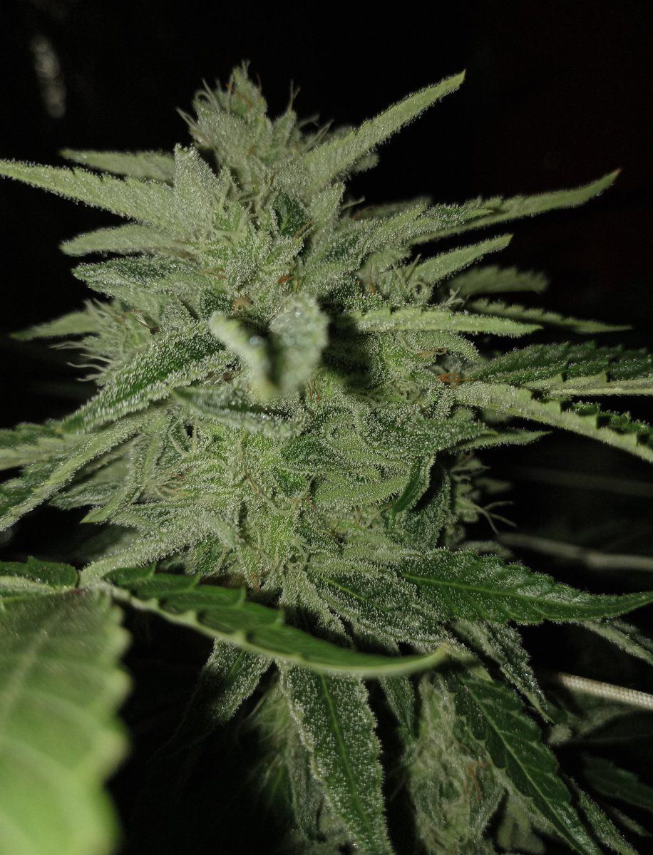 Bl6w