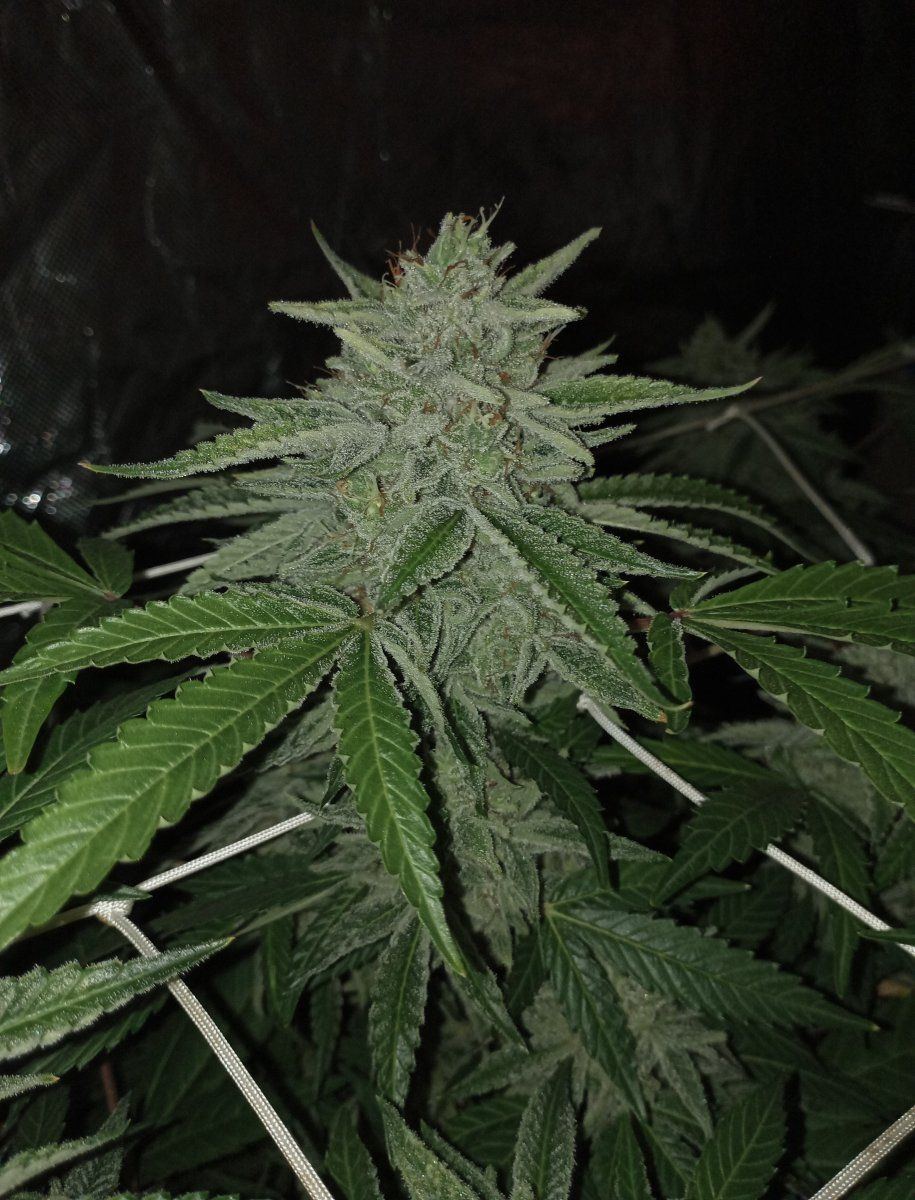 Bl8w