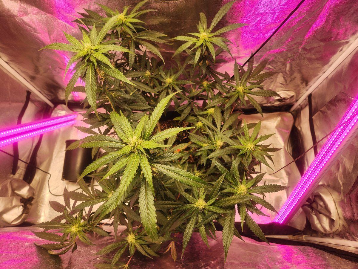 Black berry moon rock week 2