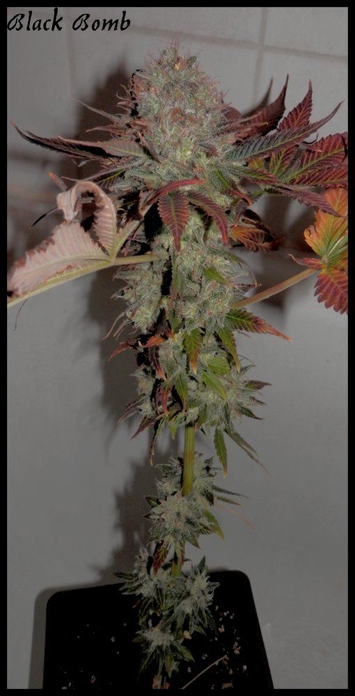 Black bomb  79 days  1