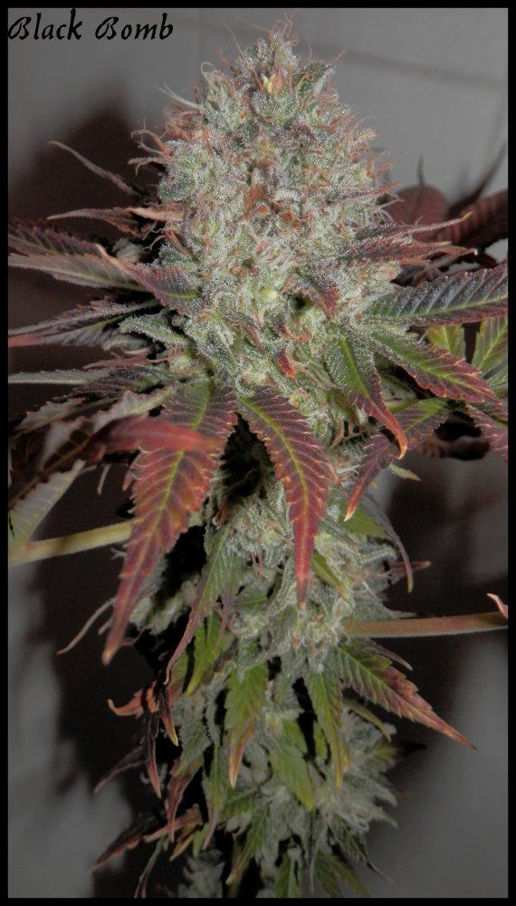 Black bomb  79 days  2