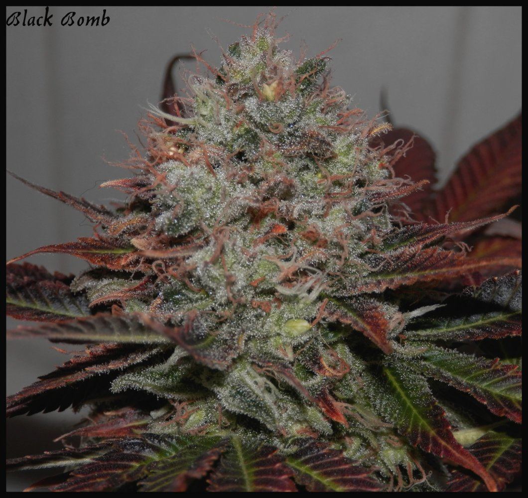 Black bomb  79 days  3
