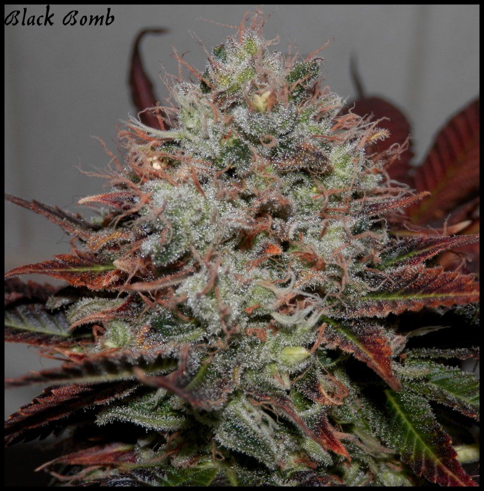 Black bomb  79 days  4