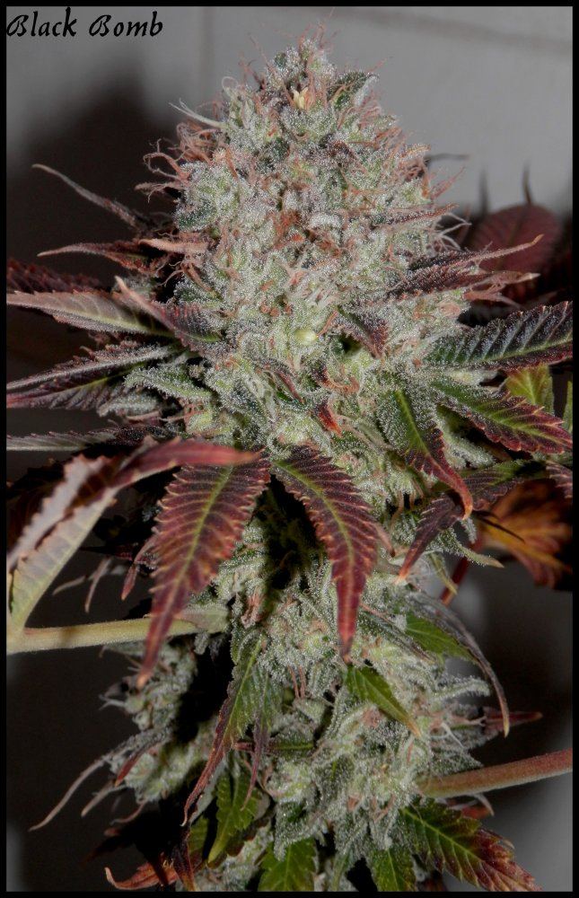Black bomb  79 days  5