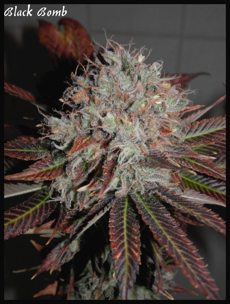 Black bomb  79 days  6