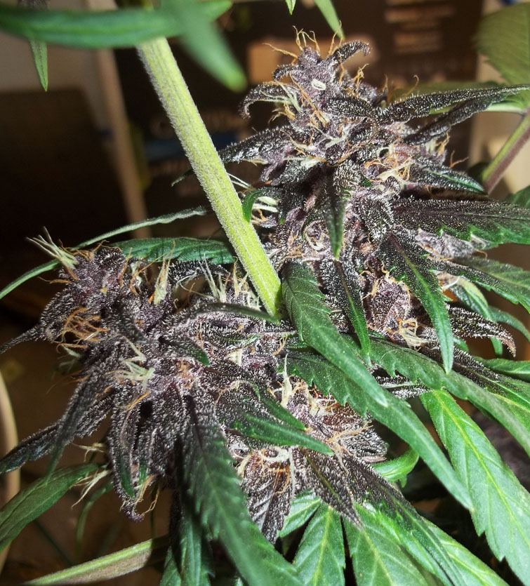 Black cream auto 3