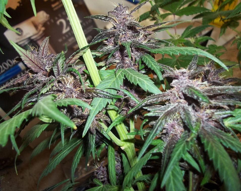 Black cream auto 4