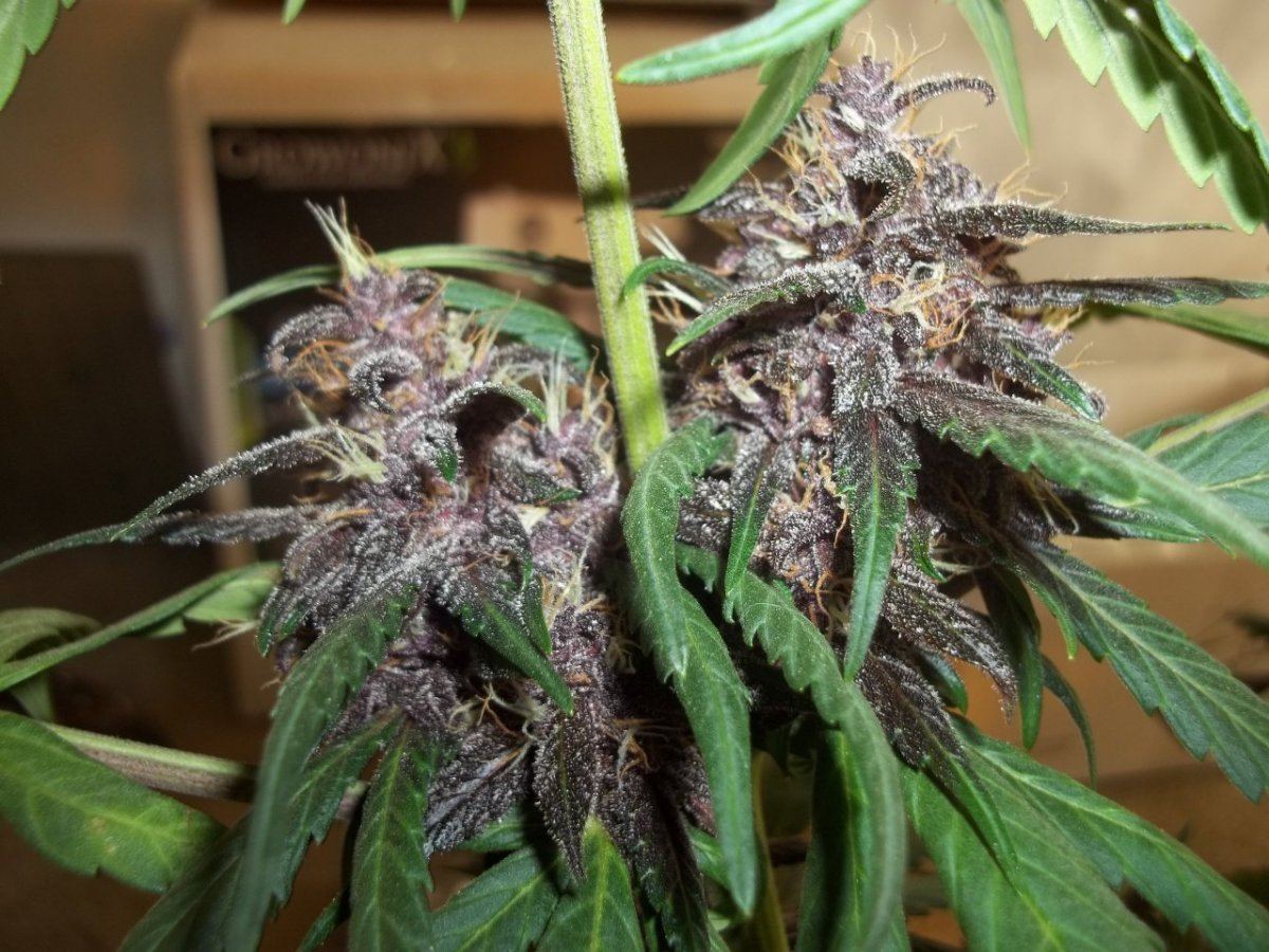 Black cream auto 5