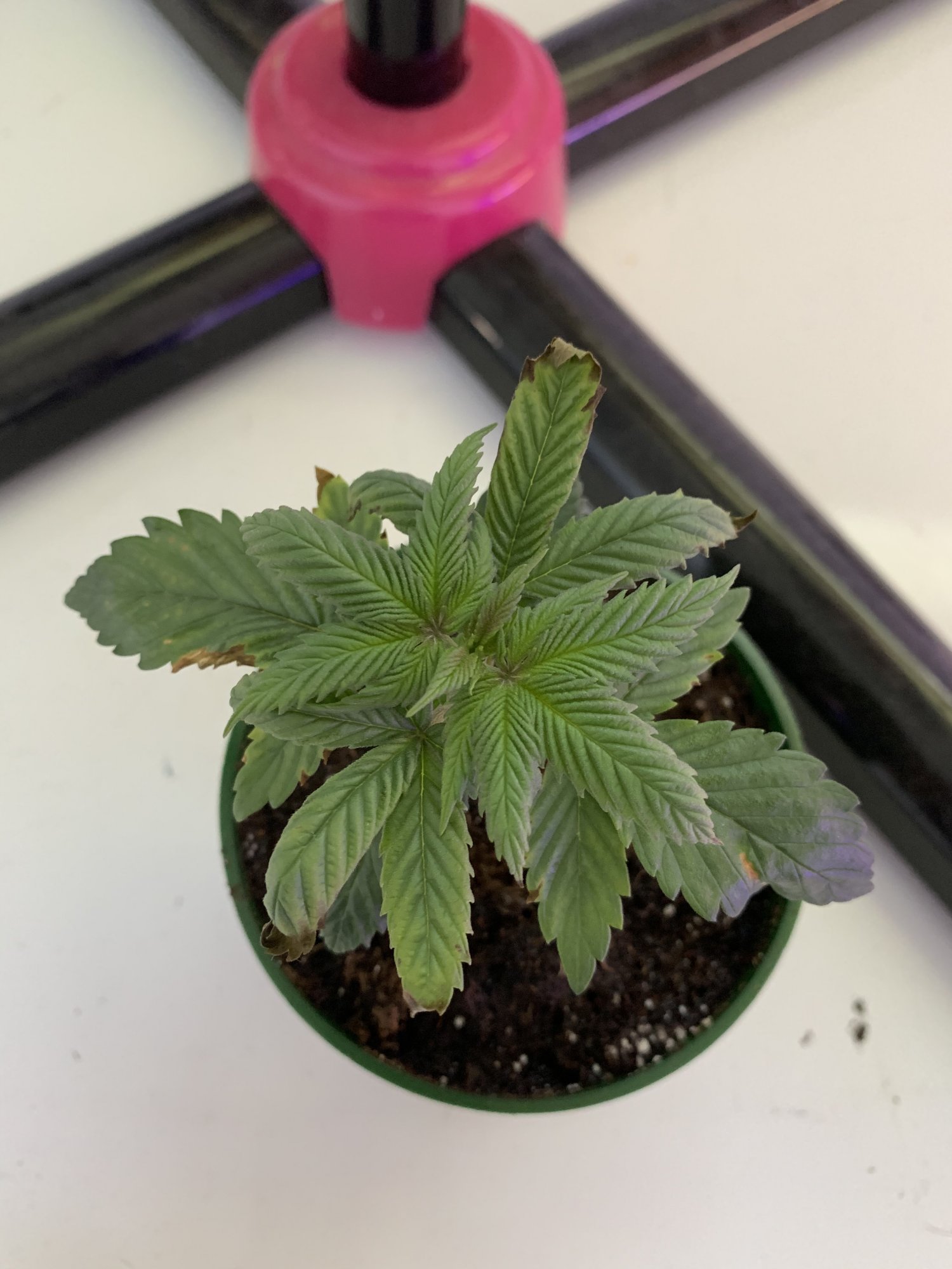 Black curled leaves is it a nitrogen problem 2
