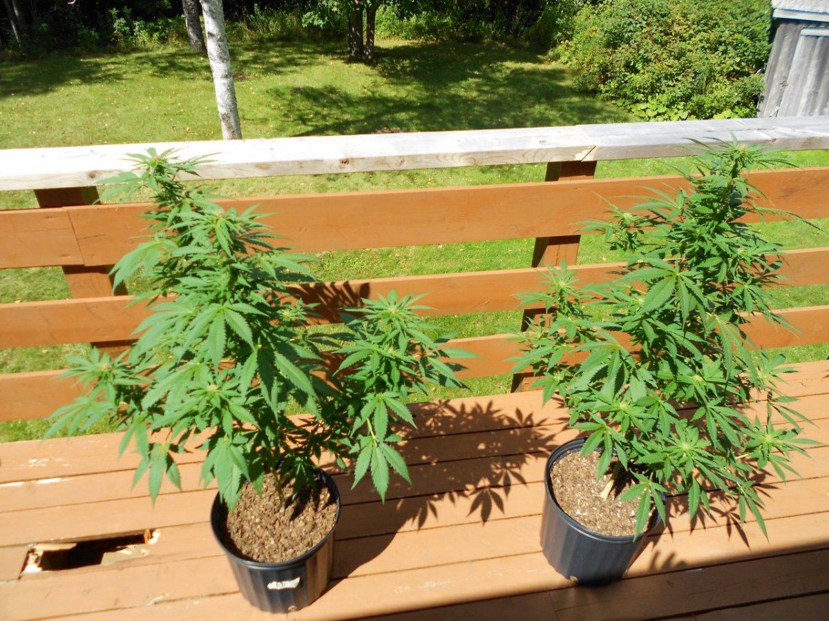 Black domina 3