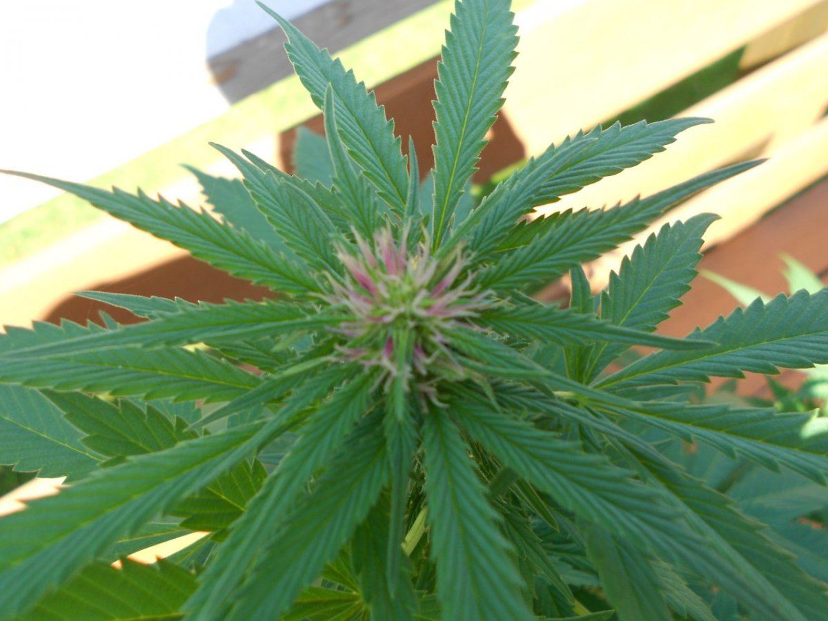 Black domina 4