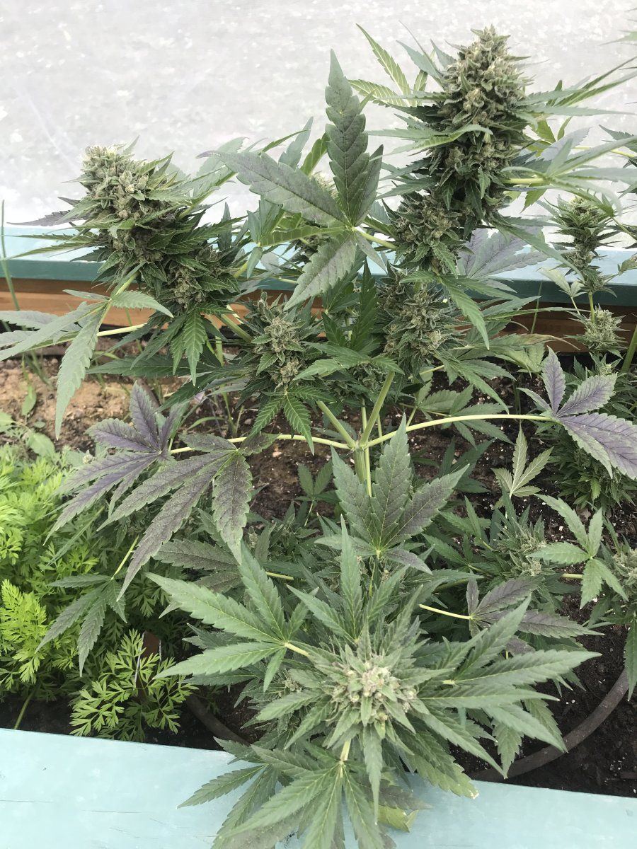 Black domina auto