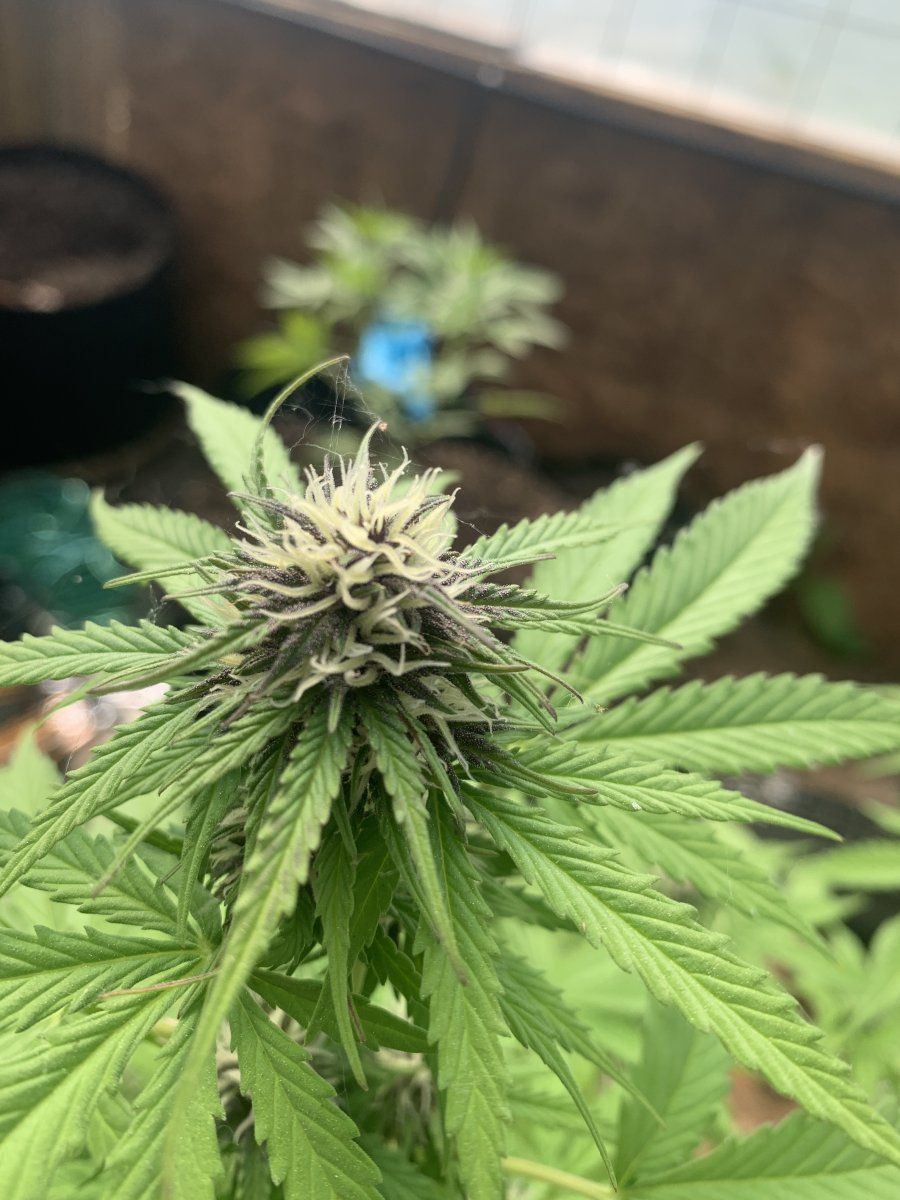 Black from buds in late flower 3