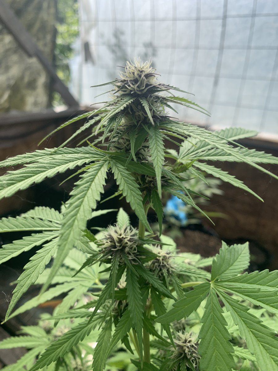 Black from buds in late flower 4
