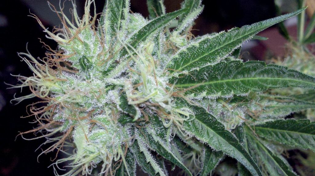 Black haze 10wks1