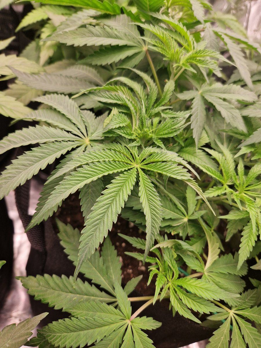 Black hulk grow  slight issue 3