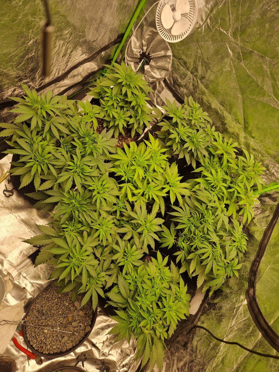 Black hulk grow  slight issue