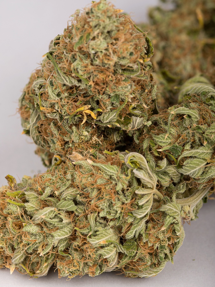 Black Indica close up web