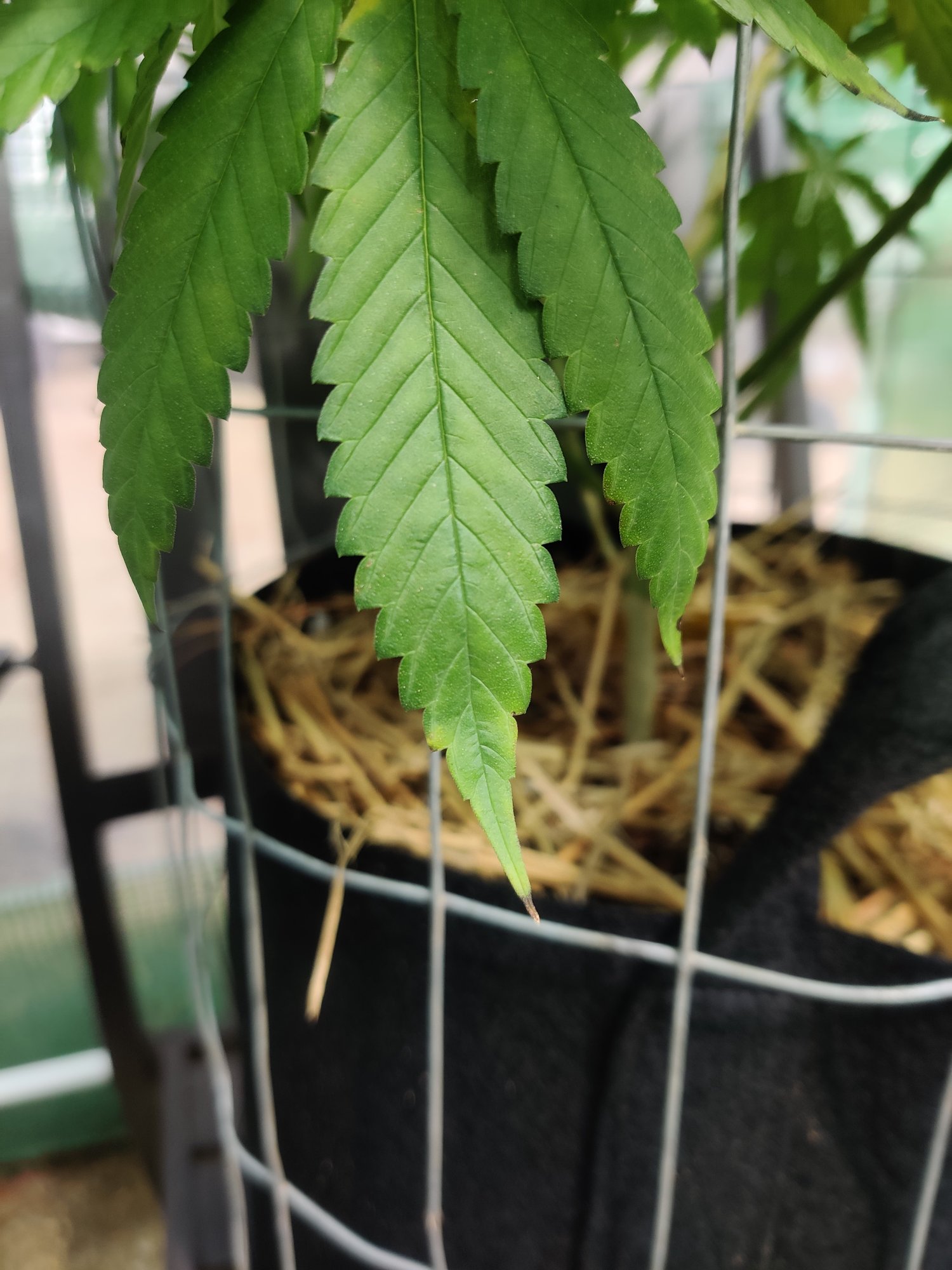 Black leaf tips and yellowing fan leaves 3