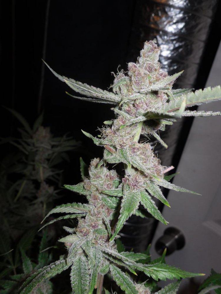 Black lemon 8 pic 2