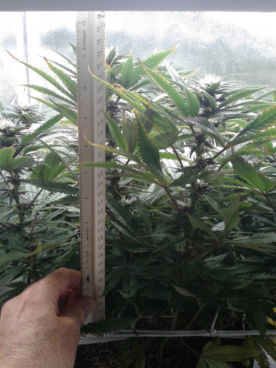 Black peruvian diesel bred and grown by me under ts 1000 10