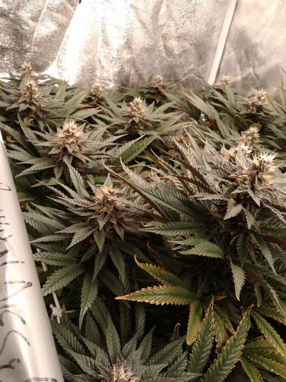 Black peruvian diesel bred and grown by me under ts 1000 13