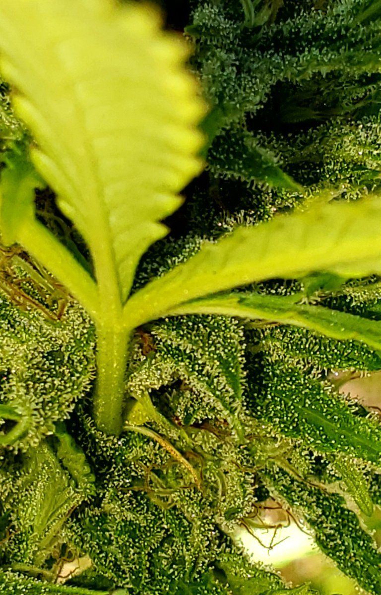 Black Raspberry Kush 2023
